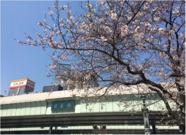 【桜通信】週末で散っちゃう!?最近の桜事情_6