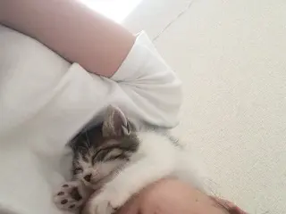本日のにゃんこ さぶろうくん_1