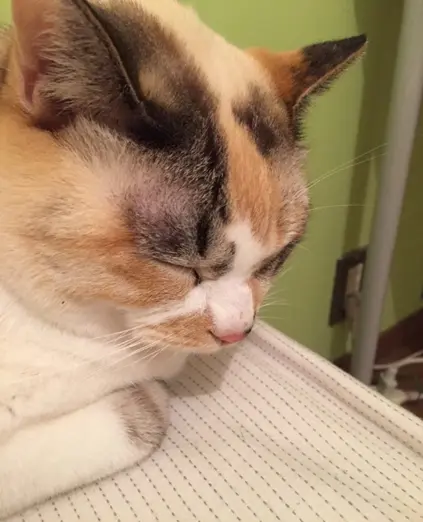【今日のにゃんこ】寝てる? それとも……? ゆきちゃんのスリーピングフェイスを激写♪_1