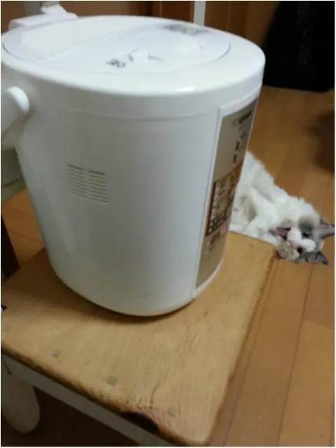 本日のにゃんこ カイくん ラグドール_1