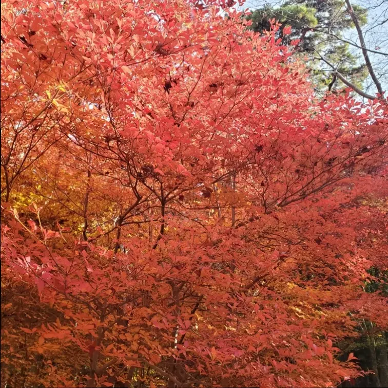 ≪兵庫県・有馬≫日帰りで紅葉&温泉が楽しめる!_1