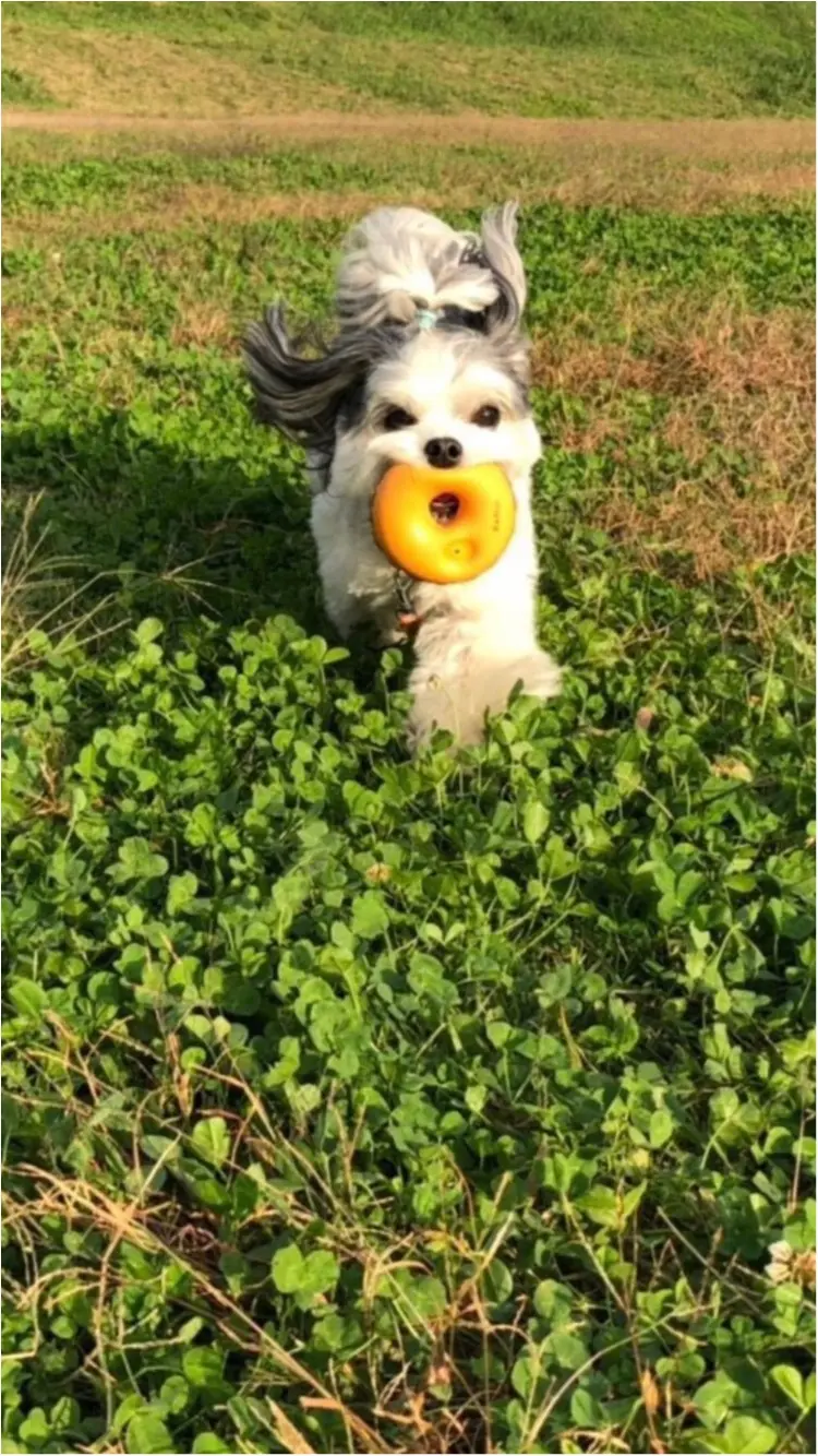 【今日のわんこ】お気に入りのおもちゃで遊べて大満足な太郎くん★_1