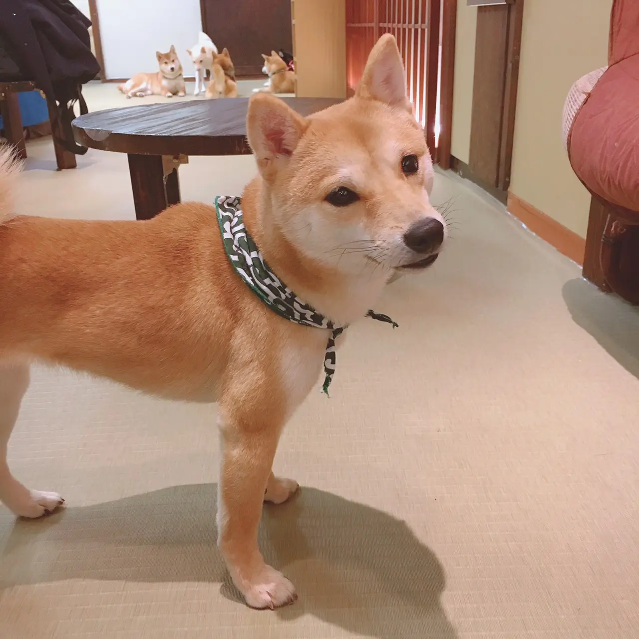 【岡山ちょこっと旅】美観地区お散歩から豆柴カフェまで...♡_8