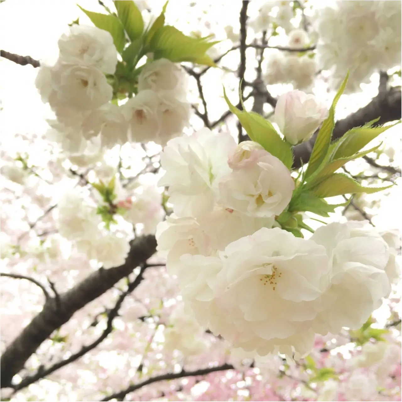 《公園はしご旅》in 福岡 今が見頃!とっておきの桜スポットをご紹介!!_7