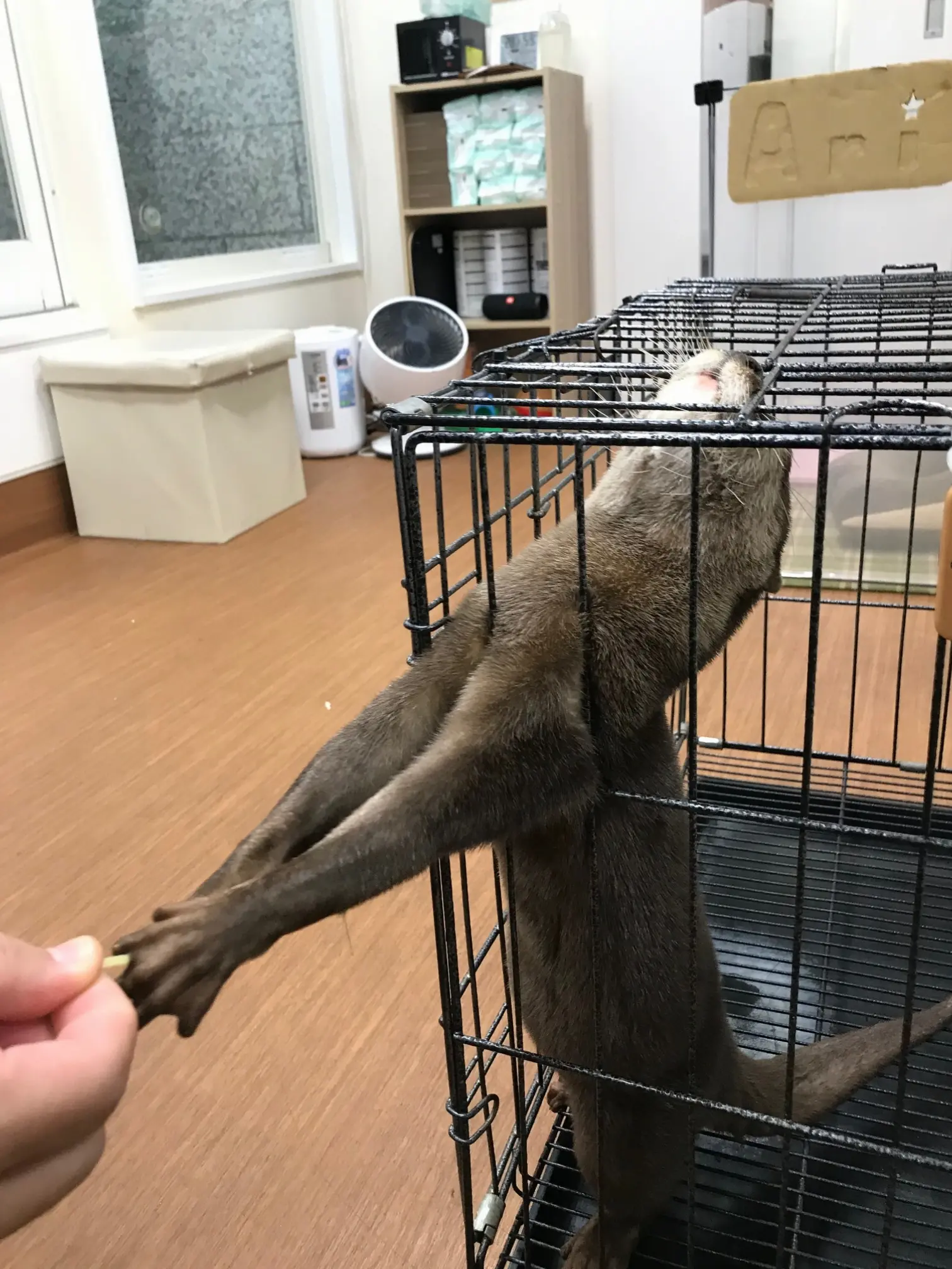 【池袋】コツメカワウソカフェに行ってきた!_8