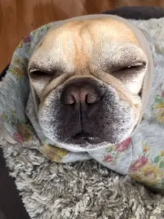 【今日のわんこ】眠いの? かゆいの? どうしたの(笑)!? まつこの表情に注目_1