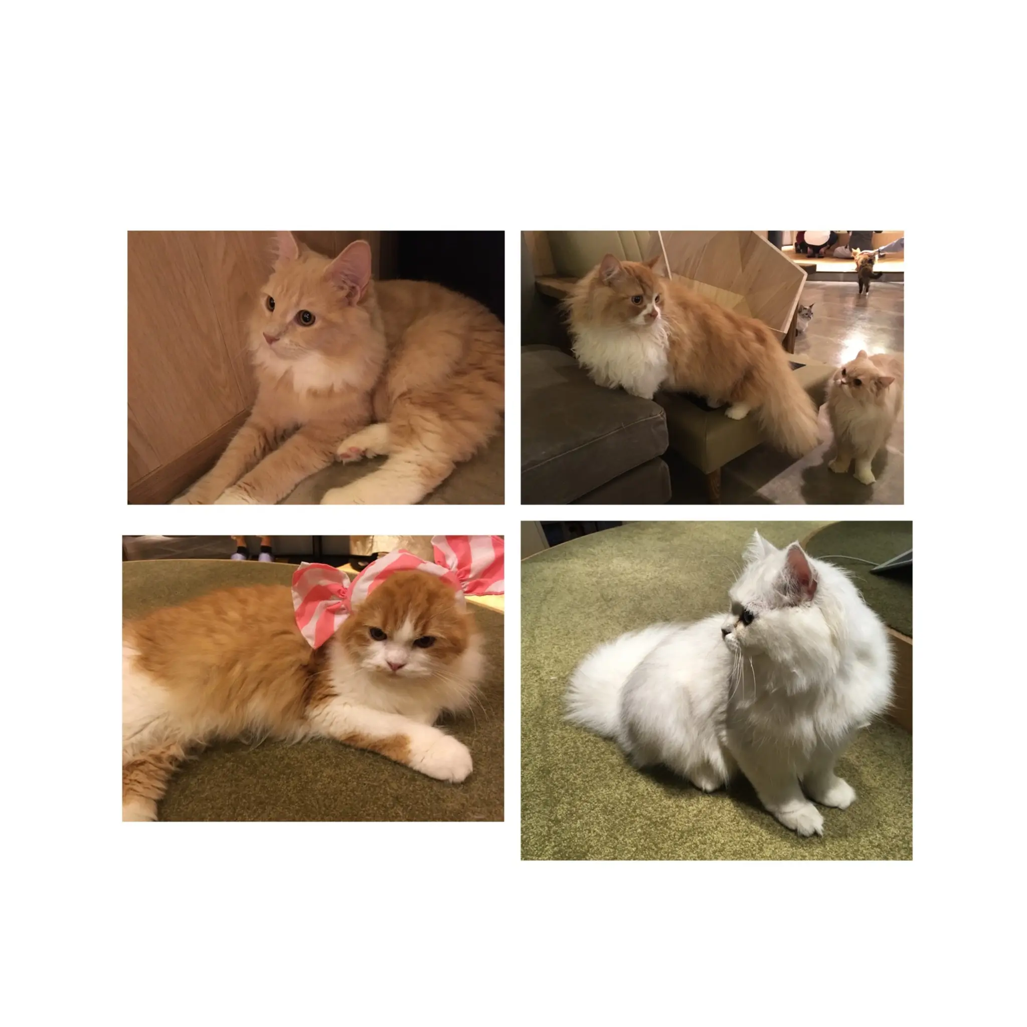 【GWはここで決まり!】日本最大級の猫カフェが新宿に⁈オシャレなラウンジカフェで可愛い猫たちに癒される!_11