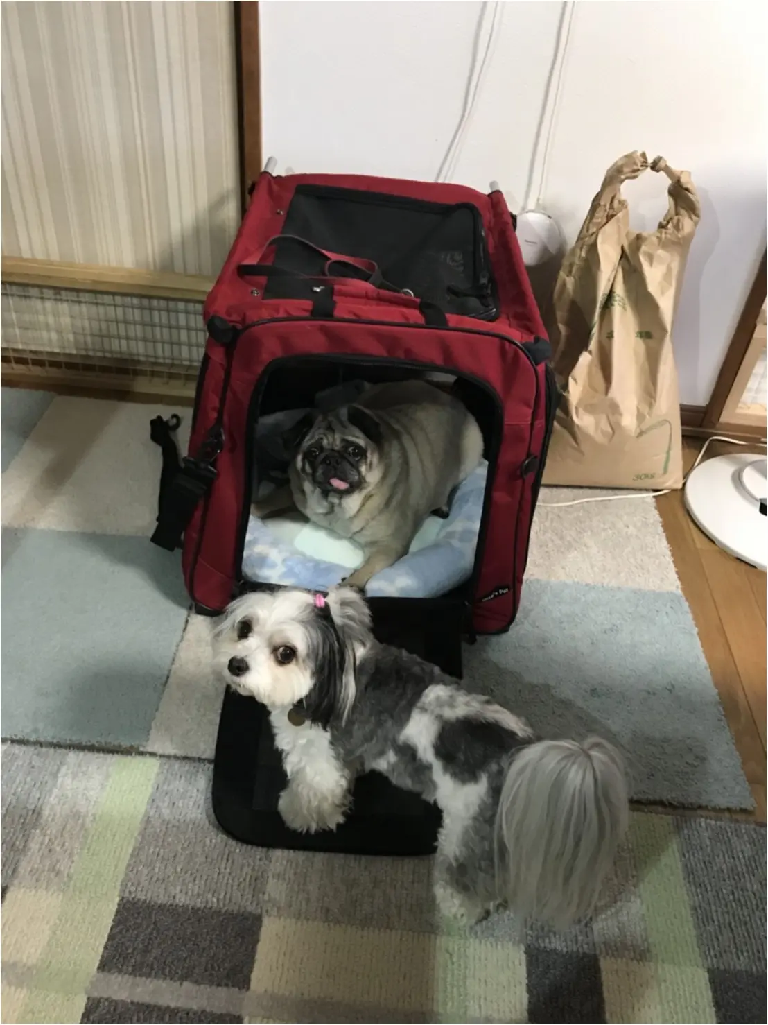 【今日のわんこ】お久しぶり! 友達に再会した太郎くん_1