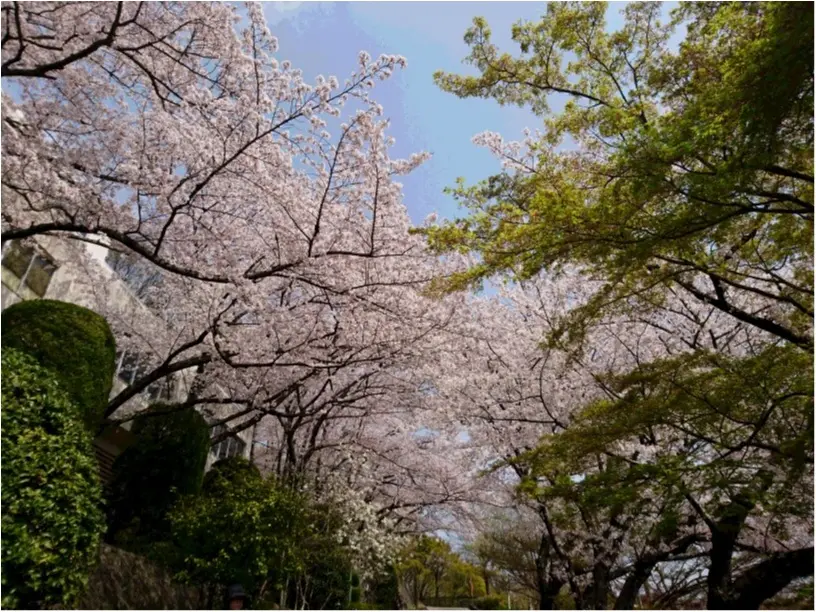 ご当地・穴場お花見スポット<大阪・池田>_7