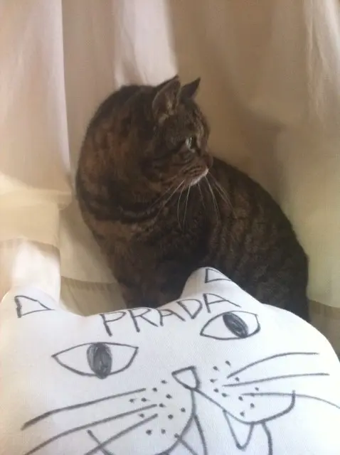 本日のにゃんこ ニャンちゃん_1