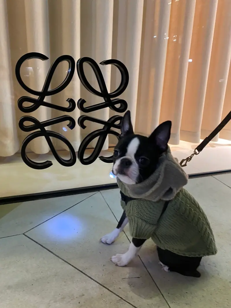 【今日のわんこ】へちまちゃん、寒かった日も元気にお散歩へ_1