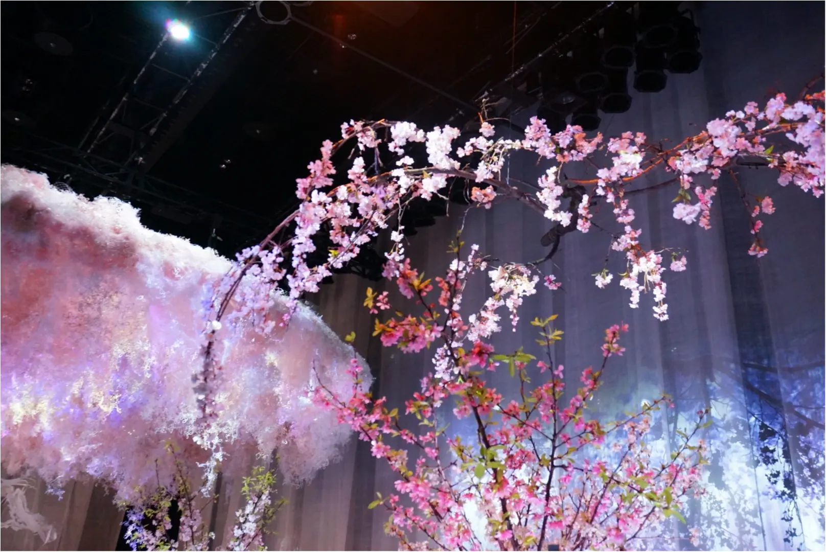 日本いち早く満開の桜を見るなら❤️【fLOWERS by Naked】に行ってきました!_12