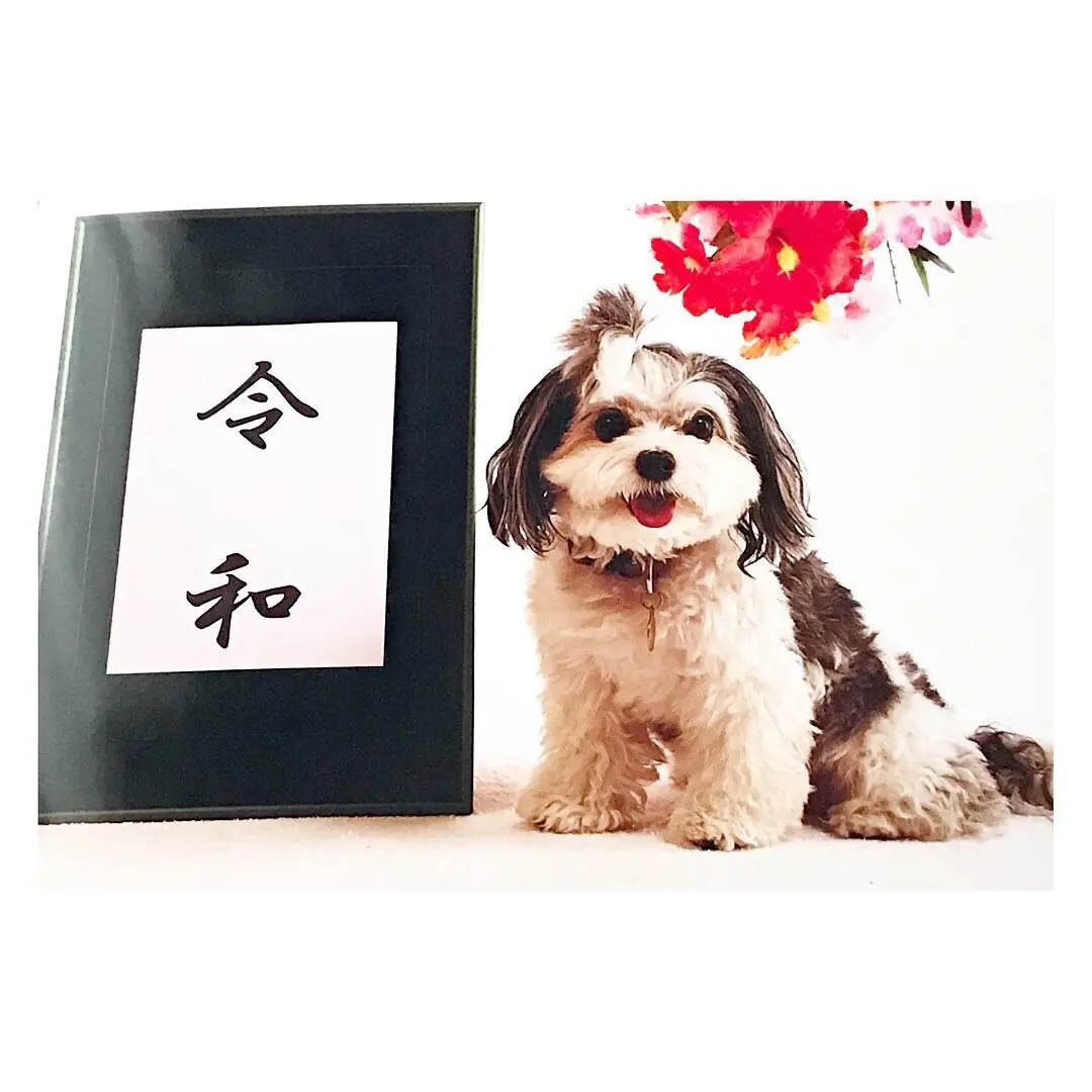 【今日のわんこ】元号“令和”の記念に撮影した太郎くん_1