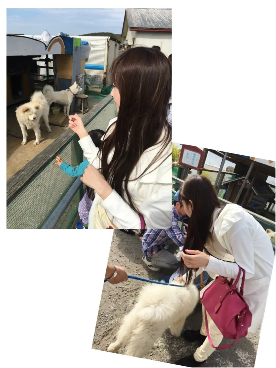 【ブサカワ犬わさお】に会える方法♡モアハピ◡̈のぞみ♡_8