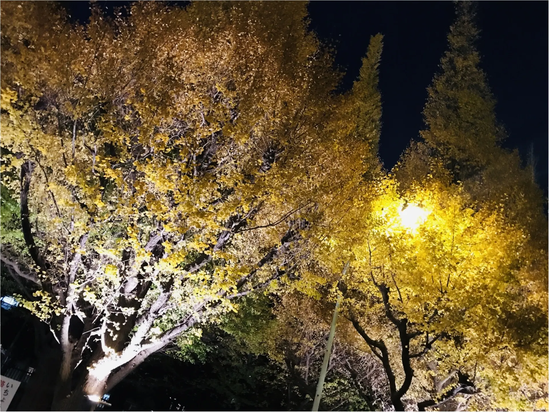 【紅葉スポット】美しすぎる黄色のトンネル《神宮外苑イチョウ並木》今が見頃です♡_5