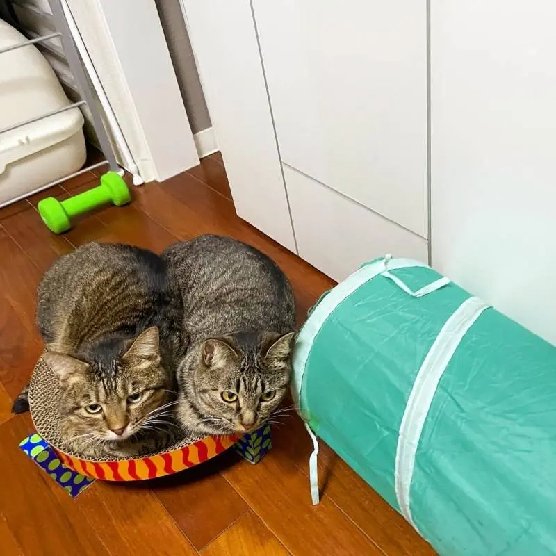 ひとつのバリバリボウルに2匹のる雑種猫・がんくんとサンちゃん