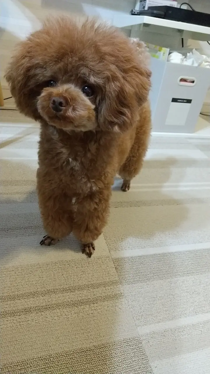 シャンプーをしてふわふわになったテテちゃん