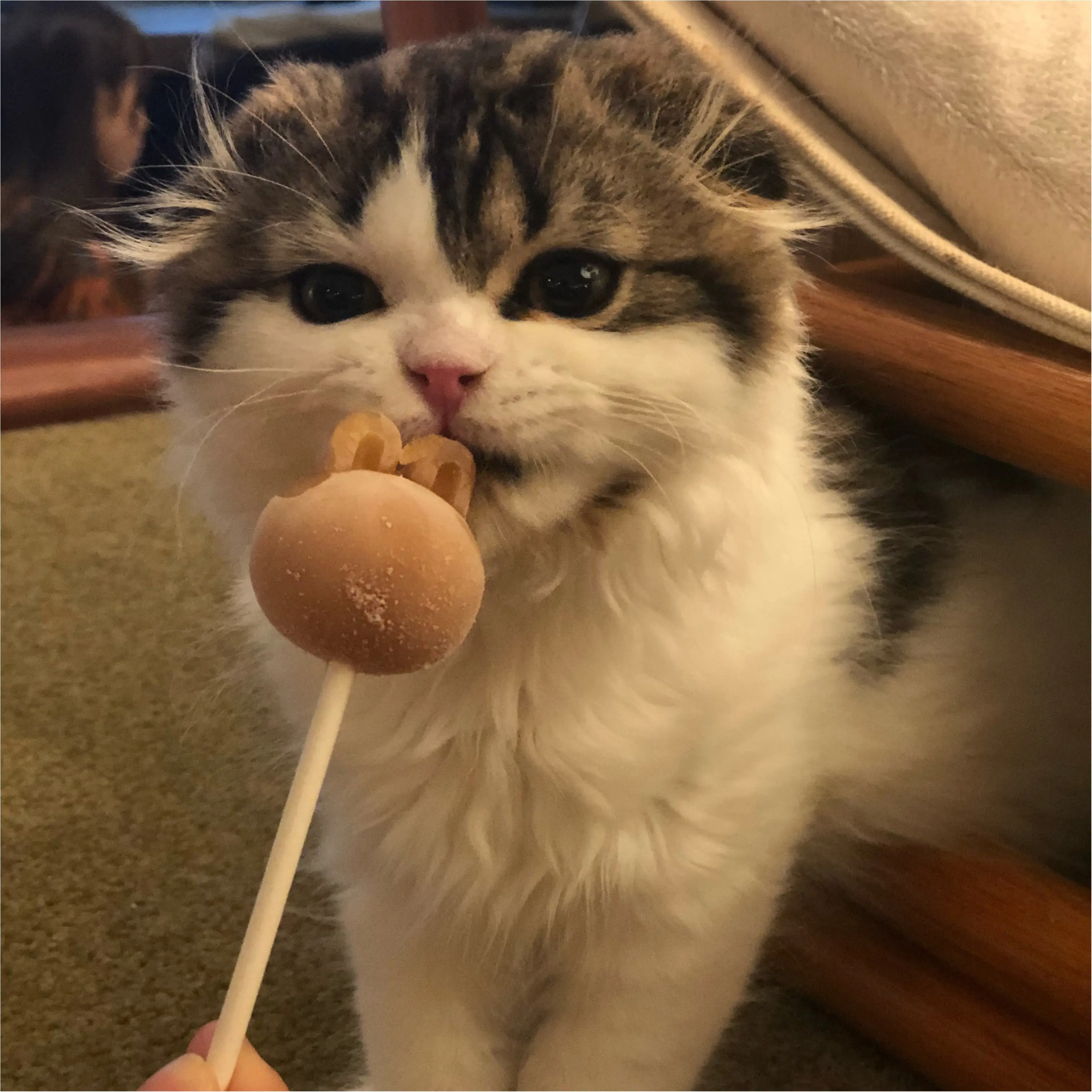 ねこたんとたわむれたい方必見!!【綺麗すぎる猫カフェ】in池袋_4