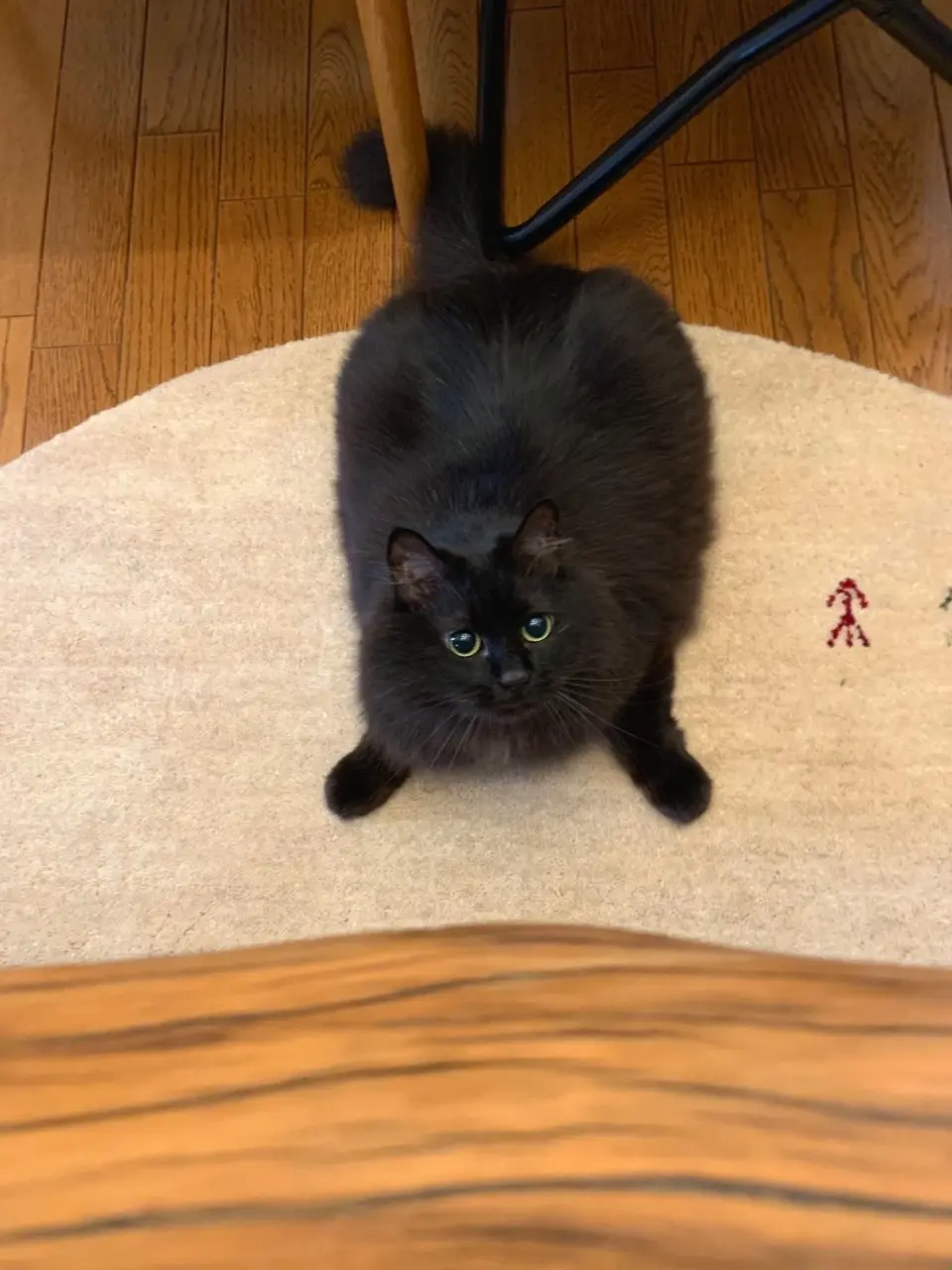 床にうつぶせで寝転ぶ猫・ゆらちゃん