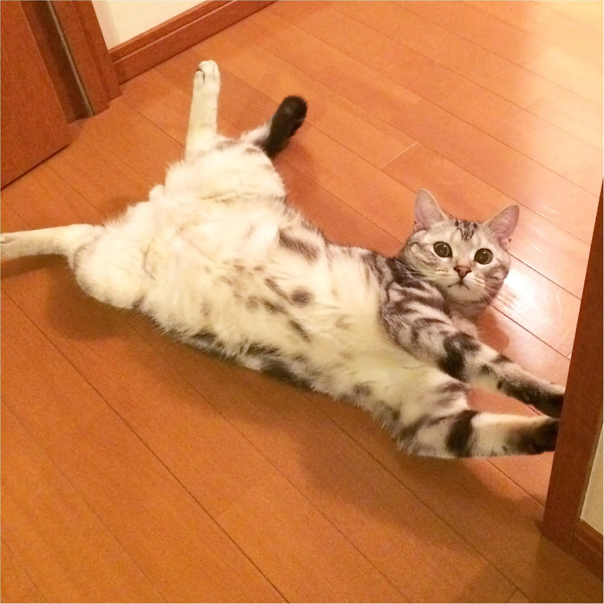 【今日のにゃんこ】おかえりにゃさい♡ アランくんは毎日、熱烈歓迎モード♡_1