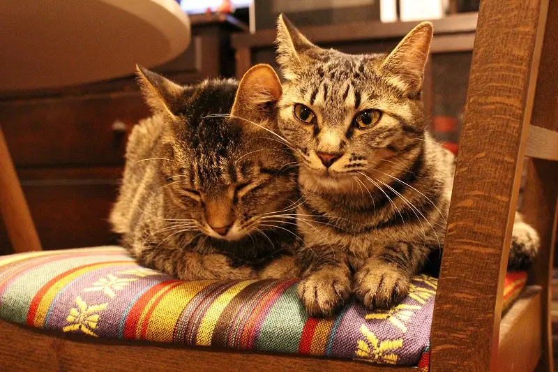 雑種猫・がんくんとサンちゃんが2匹並んで椅子の上に座っている様子