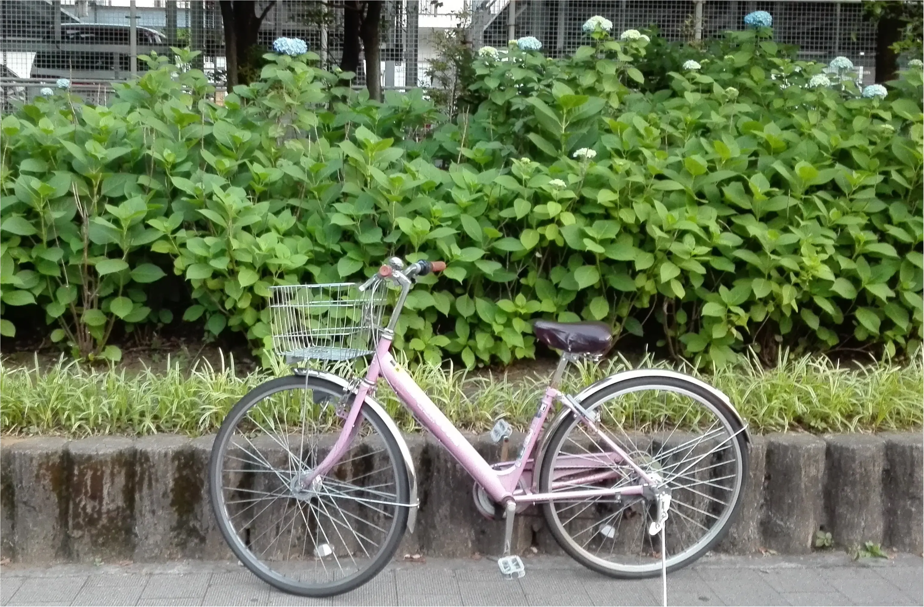 「ツール・ド・東北」に挑戦する私の、普段の自転車ライフ♪ 道端で見つけた小さな梅雨【#モアチャレ あかね】_1