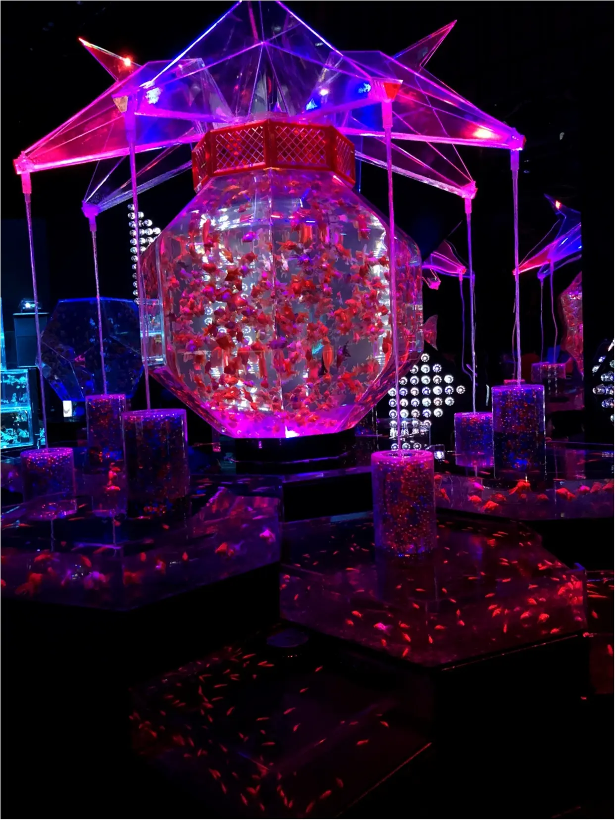 アートアクアリウム2018で金魚の癒し♡_4