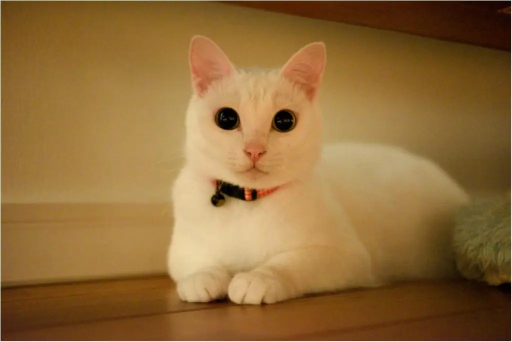本日のにゃんこ しっぽちゃん_1