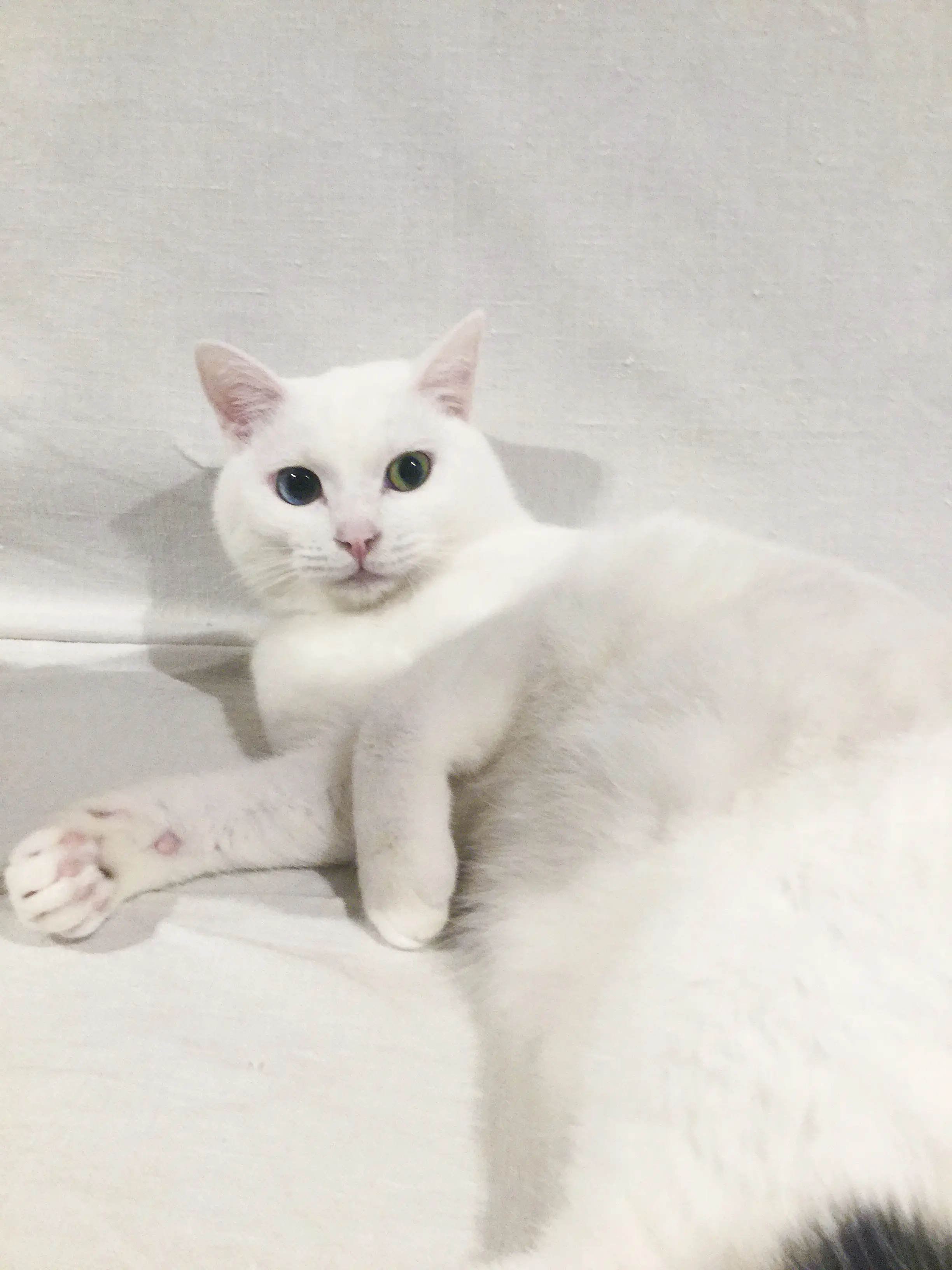 本日のにゃんこ しっぽちゃん_1