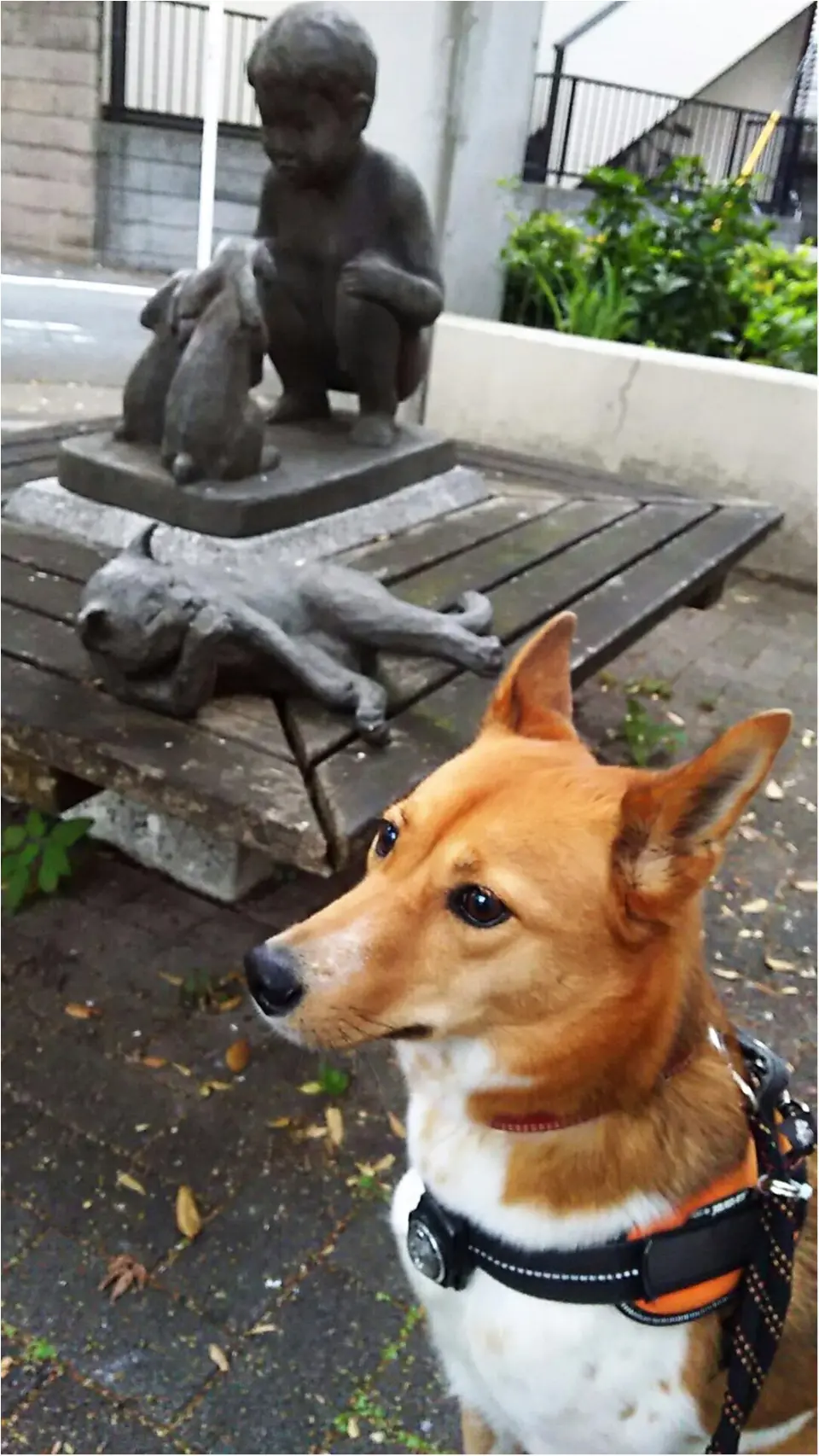 【今日のわんこ】今日はにゃんこと遊べるかも! でもよく見たら......? 切ない表情のこだまちゃん。_1