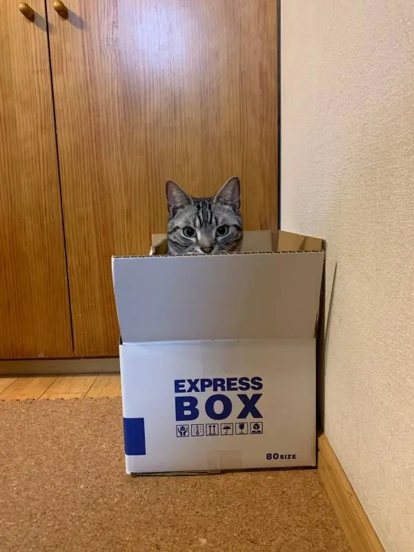 【今日のにゃんこ】ソラくんのおうち。顔を覗かせて、可愛すぎる!!_1