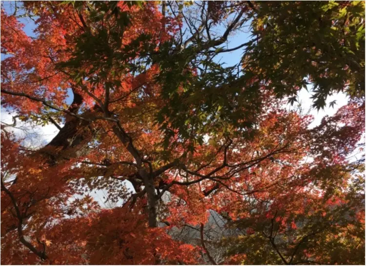 紅葉を見るならここに行くべし❤︎❢日帰り旅行ができちゃう♡絶景紅葉スポット♥◯◯に行ってきました♡ʾʾ_18