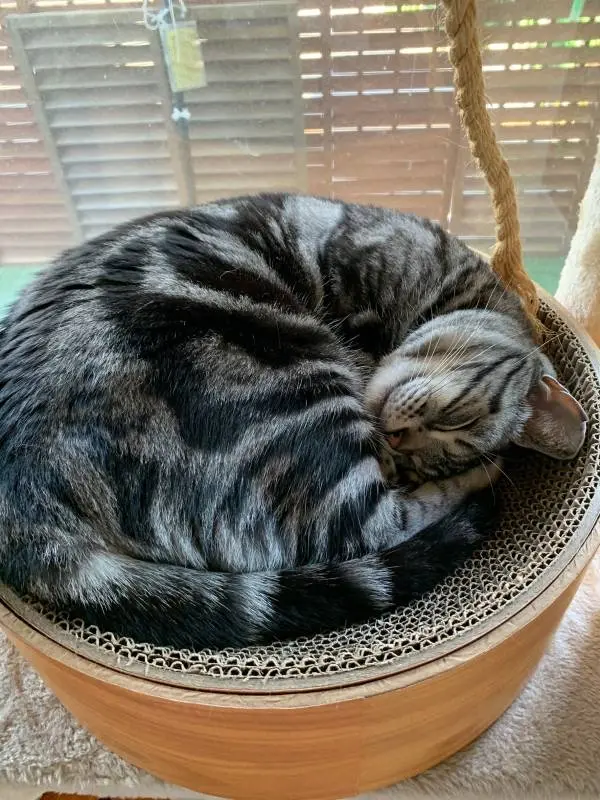 ダンボールベッドにご満悦な表情を浮かべる猫・ソラくん