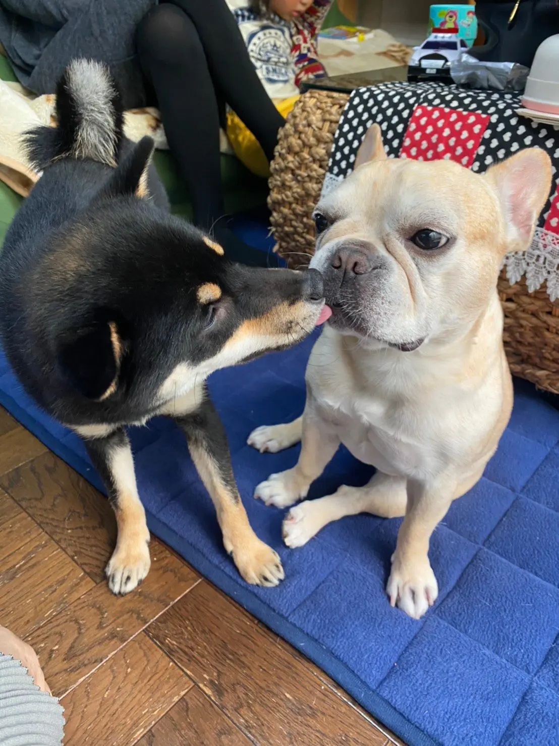 初めて会った犬に人見知りするマツコ