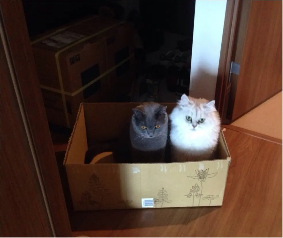 【今日のにゃんこ】お家で捨て猫!? チロルちゃんとアポロくん、ストライキ中_1