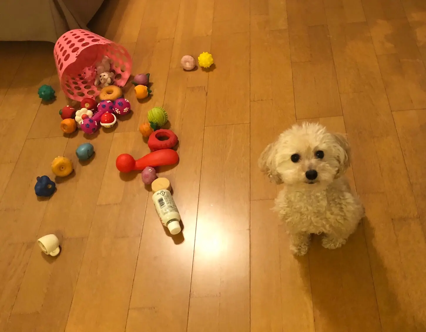 【今日のわんこ】これ出したの誰!? だれかの仕業にするシフォンちゃん_1