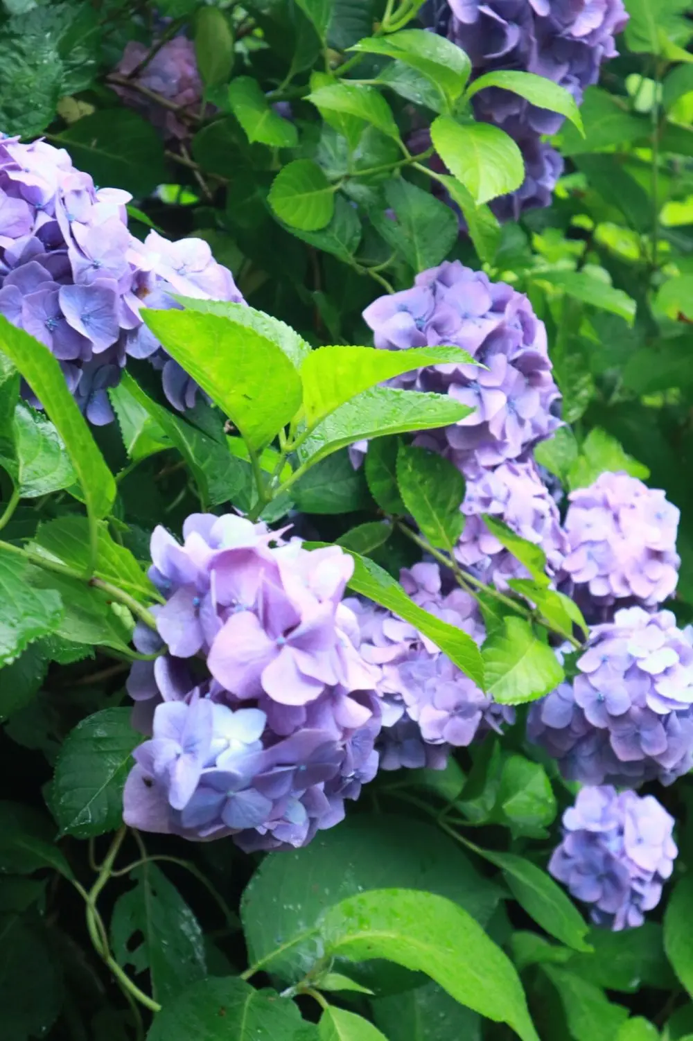 鎌倉の紫陽花名所特集 - 人気のあじさい寺「長谷寺」「名月院」などおすすめスポット_35