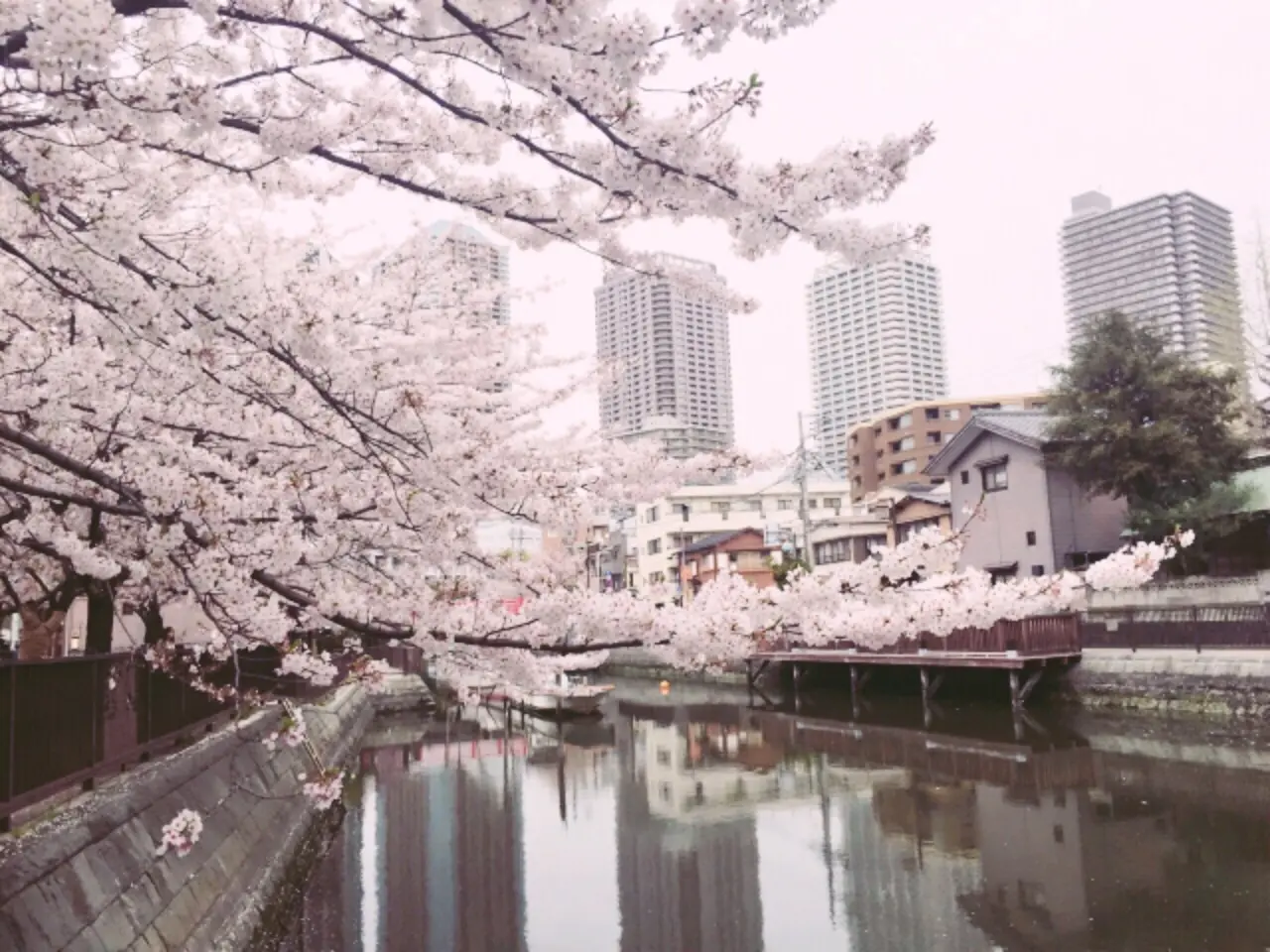 桜の命は短し、恋せよ乙女。_4