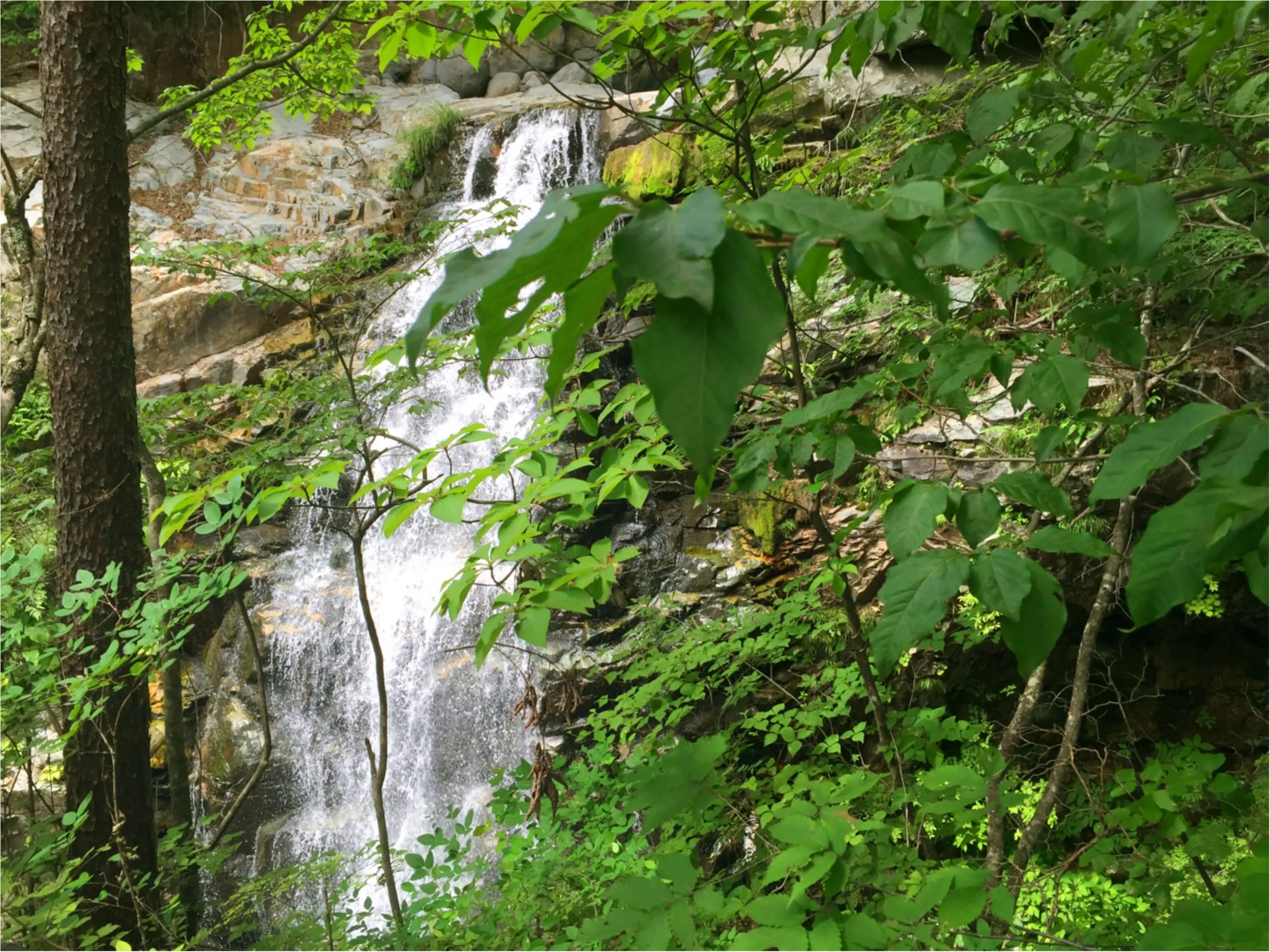 美しき自然と絶品かき氷に癒されよう!【日光・鬼怒川】日帰り旅行のすすめ♡*_1