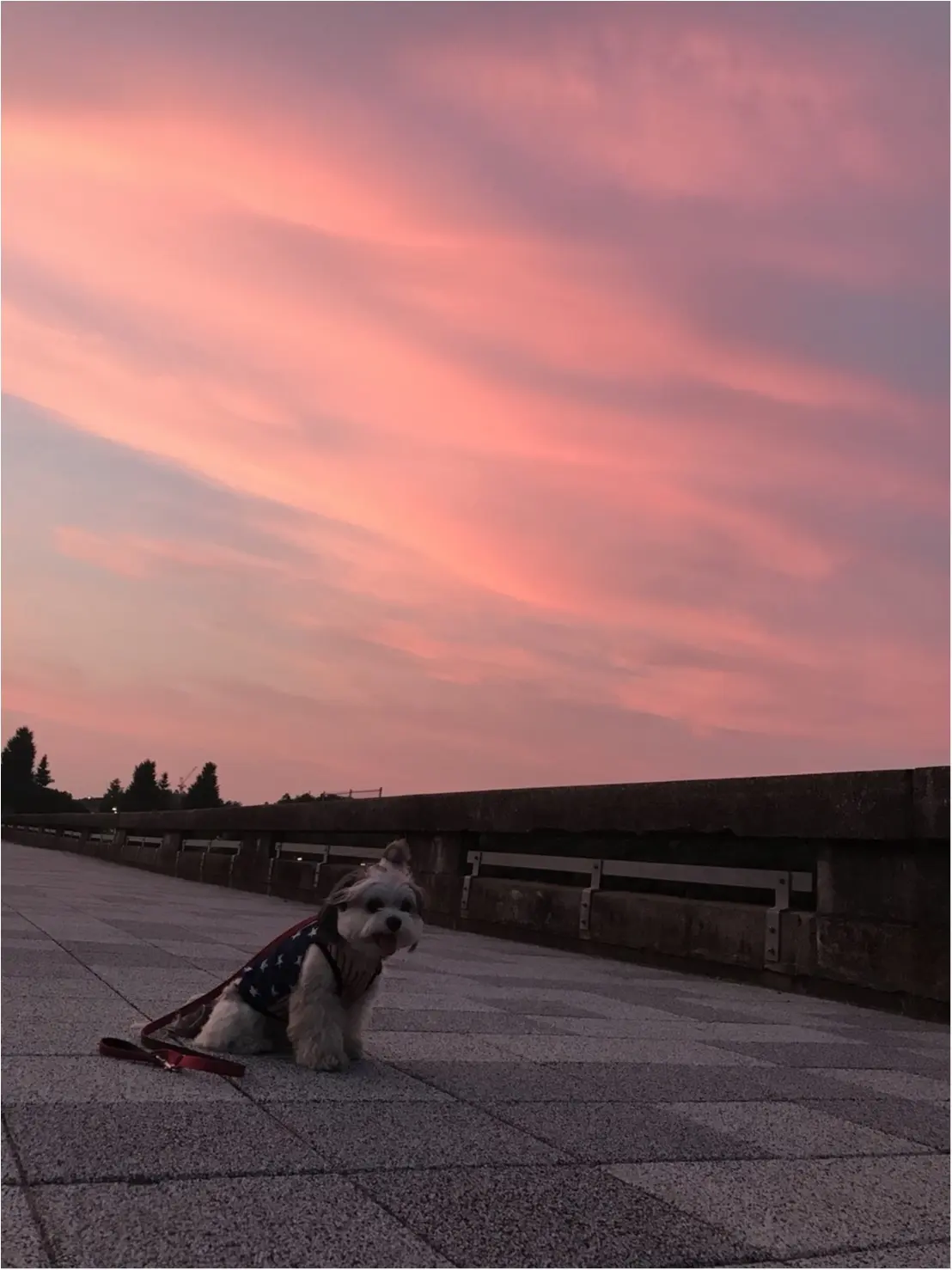 【今日のわんこ】きれいな夕日と太郎くん_1