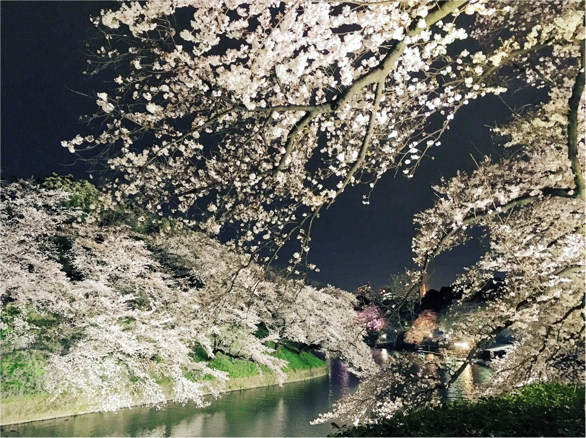 夜桜はしごしました♡六本木〜千鳥ヶ淵_4