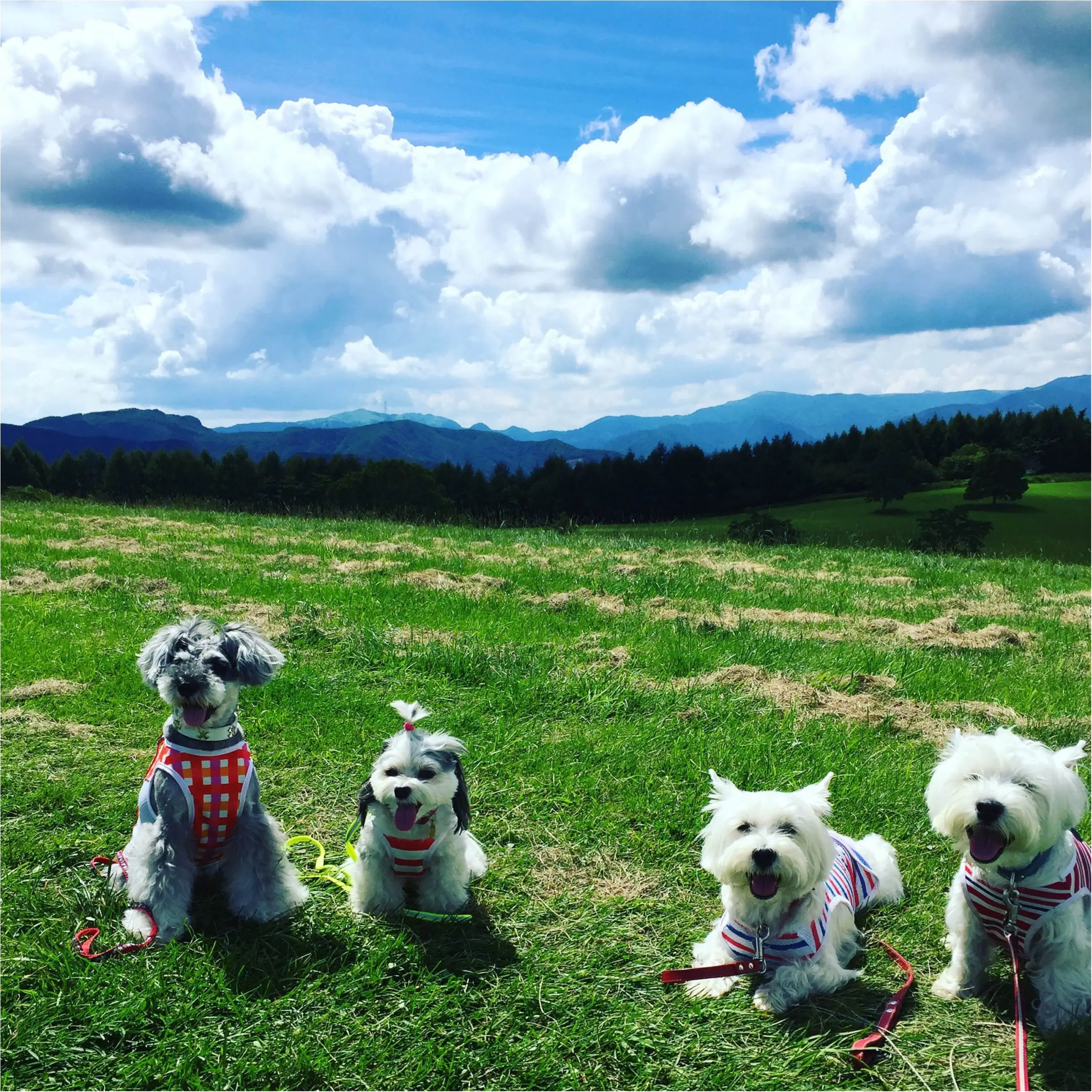 【今日のわんこ】夏休みって最高♡ 絶景を楽しむ太郎くん&友達わんこ_1