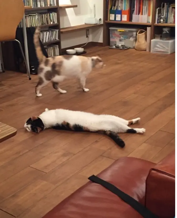 【今日のにゃんこ】自由気まま♪ ちよちゃんとゆきちゃんの休日スタイル_1