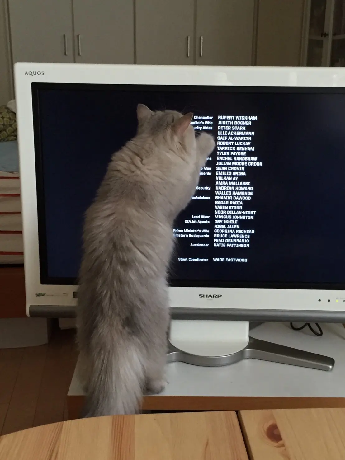 【今日のにゃんこ】とあるPCの画面を見て、大興奮のココンちゃん。_1