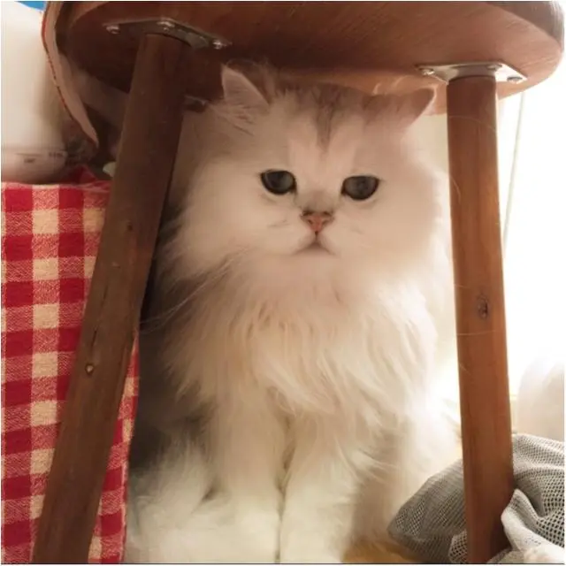本日のにゃんこ トラくん チンチラ_1
