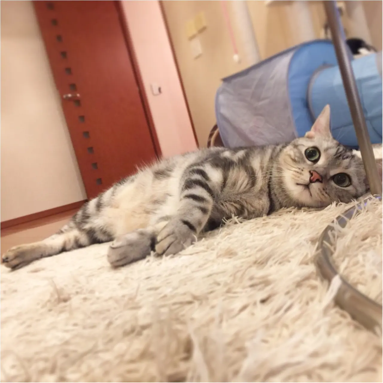 【今日のにゃんこ】正月ボケが治らない? アランくんは、ぼんやりお昼寝中_1