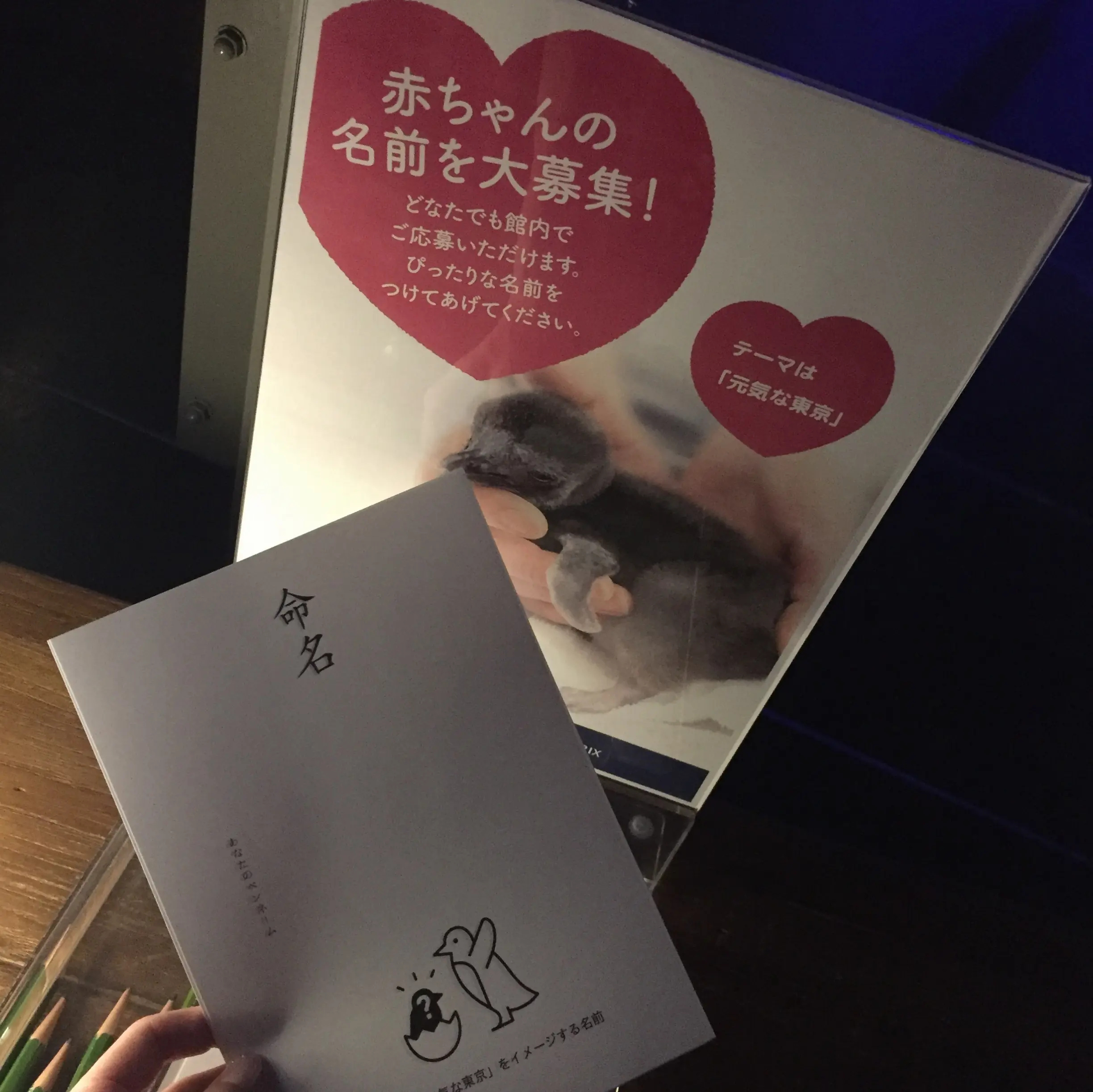 【6/18まで】すみだ水族館のスペシャルコラボ✨期間限定『ほたるの夜』でロマンチックな夜を♪♪ _9
