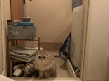 今日のにゃんこ「ココンちゃん」まとめ  ライフスタイル まとめ 