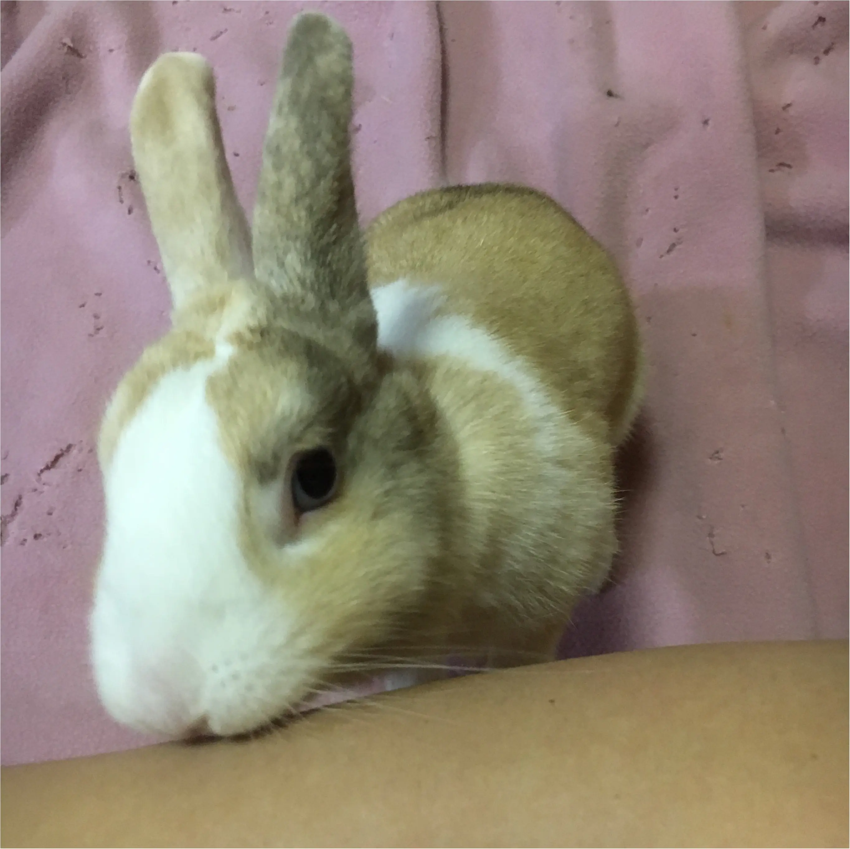 うちの癒しを紹介します♪_2