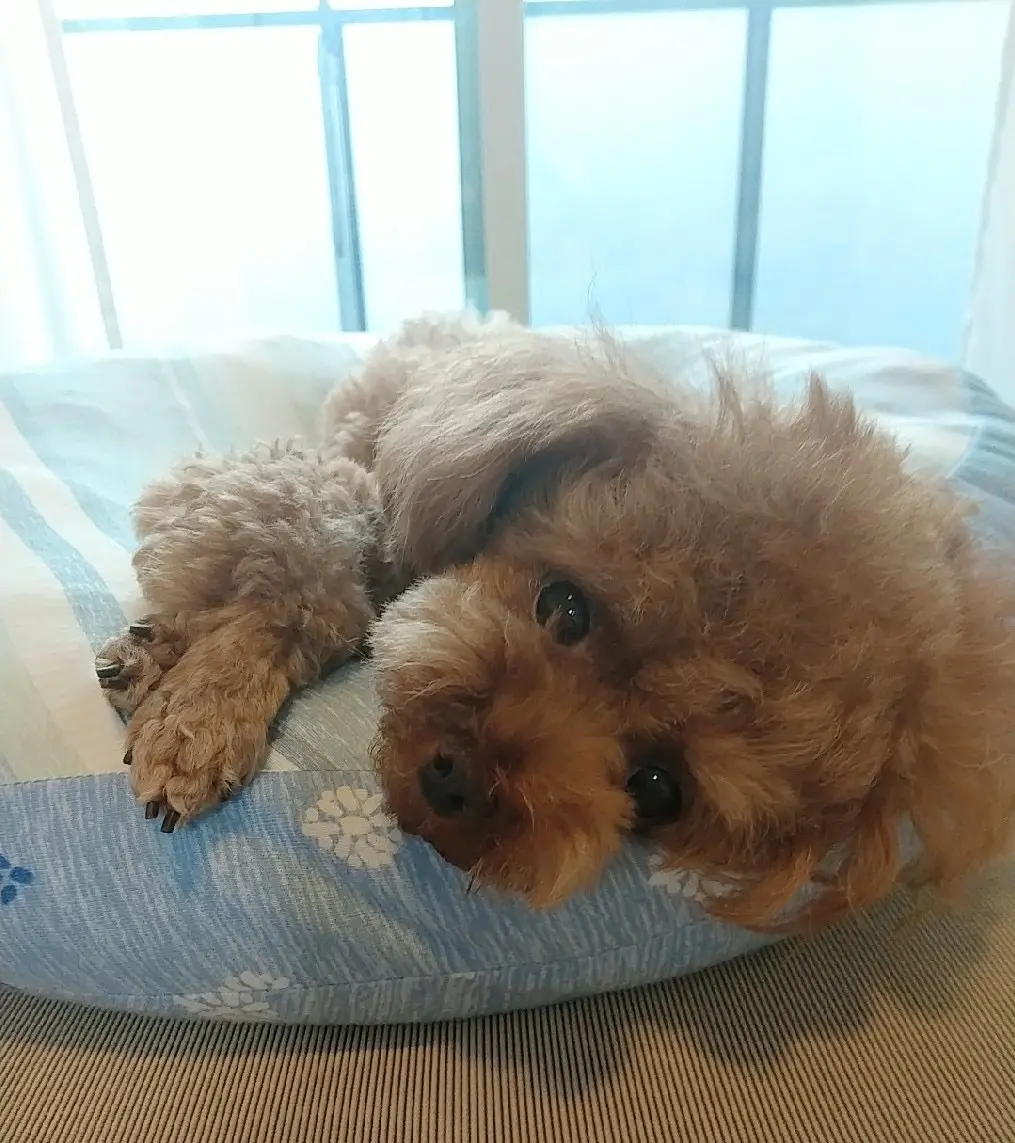 お家の窓際、クッションの上で甘えた顔をするテテちゃん
